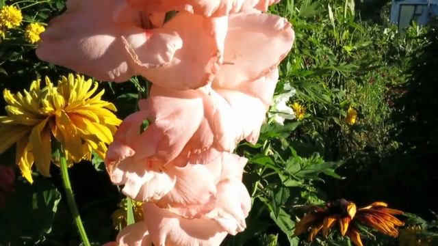 Добро пожаловать в мой сад - Алёнин сад!!! смотреть онлайн