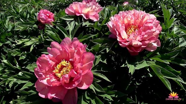 Необычный ИТО-пион LOLLIPOP / Сад Ворошиловой