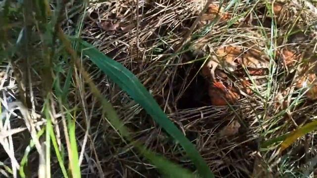 Один день осени и тихая охота .mp4