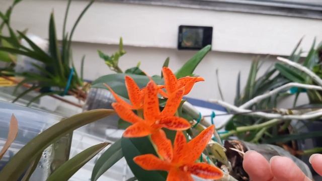 Маленький #обзор катлея Аурантика #cattleya_aurantica"Orarange_spots смотреть онлайн
