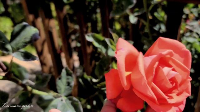 Tropicana Orange Rose Hybrid tea смотреть онлайн