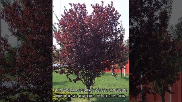 Слива растопыренная смотреть онлайн