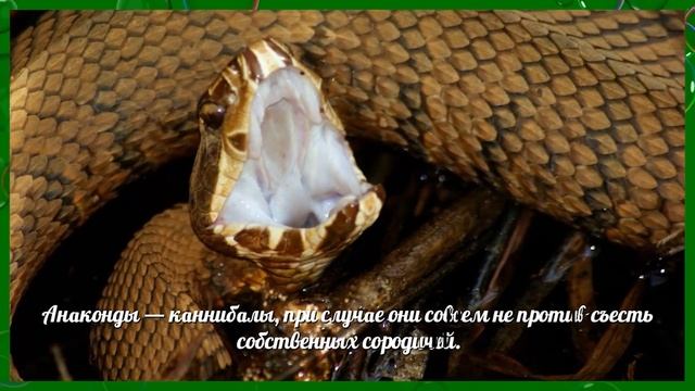 Анаконда - интересные факты смотреть онлайн