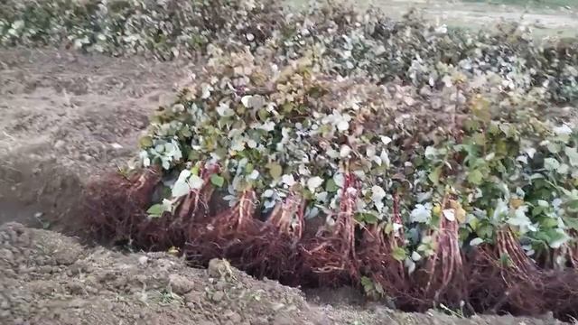 Маравилла саженцы смотреть онлайн