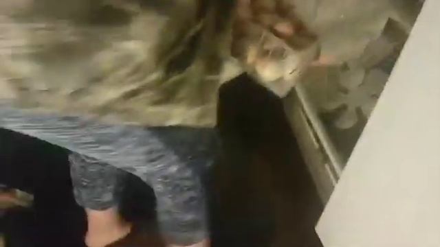 Обзор оплода у цветного бройлера сассо ( Франция) смотреть онлайн