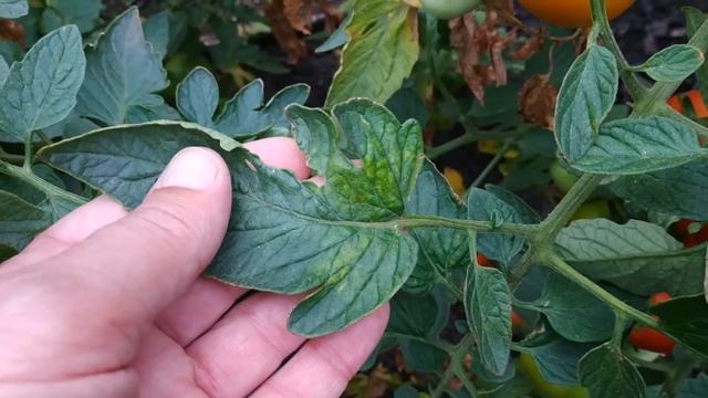 Строительная Мозаика