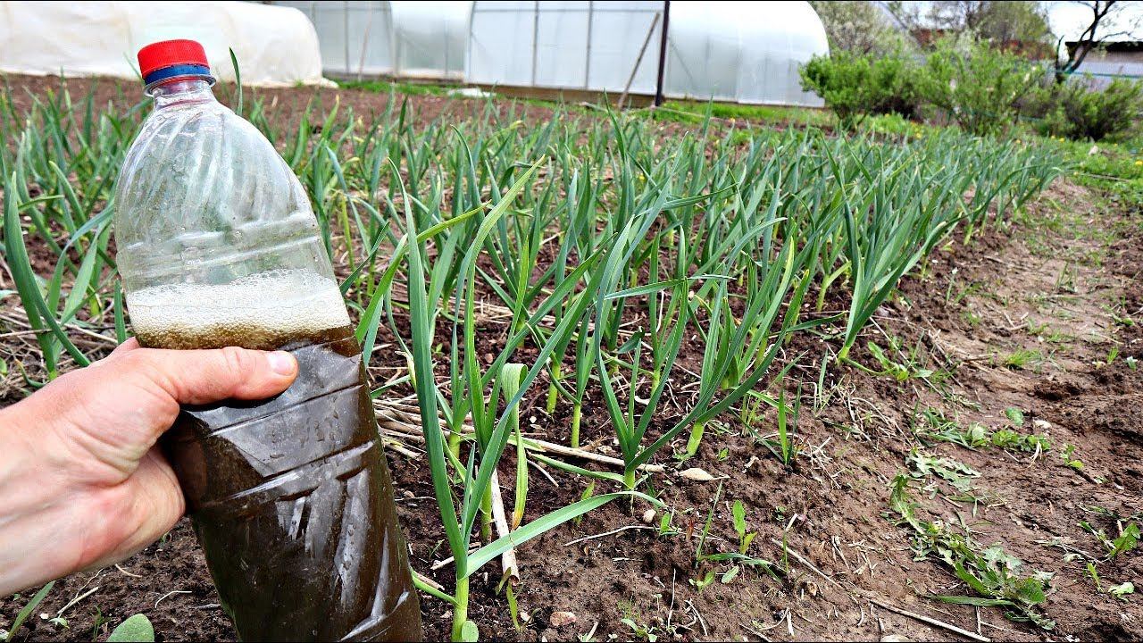Чтобы вырастить крупный чеснок размером с кулак кормите его в мае июне этим! смотреть онлайн
