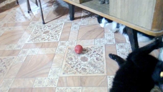 Коты играют в мяч с пищалкой смотреть онлайн
