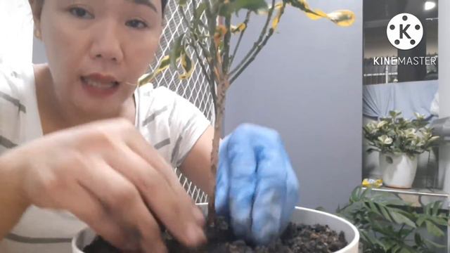 Propagating Plants By Cuttings смотреть онлайн