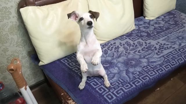 Неужели? Юля мало потратила) Щенок Альма покажет Суслика) смотреть онлайн