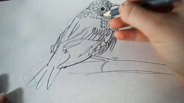 Рисуем птичку, птицу! Процесс создания рисунка смотреть онлайн