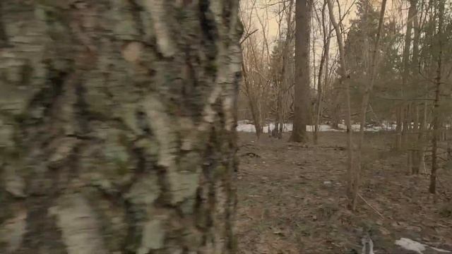 Грибные тренды