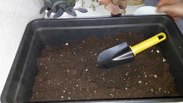 (2часть)КОМНАТНЫЕ РАСТЕНИЯ(ЦВЕТЫ).РАЗМНОЖЕНИЕ ЦЕРОПЕГИИ,СЕТКРЕАЗИИ И СИНГОНИУМА. смотреть онлайн