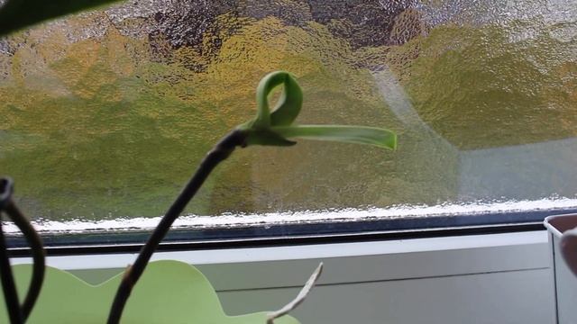 КОГДА ЗАЦВЕТЁТ ДЕТКА ФАЛЕНОПСИСА ? #ПЕРВОЕ_ЦВЕТЕНИЕ_ДЕТКИ_ОРХИДЕИ_ФАЛЕНОПСИС #ЦВЕТЫ #oldenburgru#29