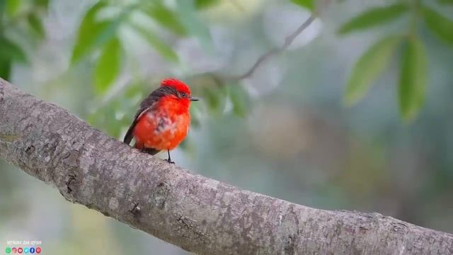 Самая красивая мелодия в мире...Я плакала, когда услышала эту песню! Мелодия памяти омолаживает душ смотреть онлайн
