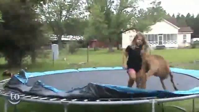 животные на батуте) смотреть онлайн