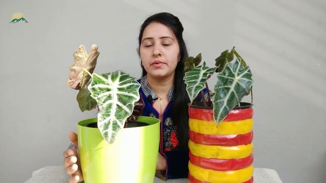 Alocasia Amazonica Plant Care | How To Grow And Care Alocasia In Harsh Summer And Peak Winters?
