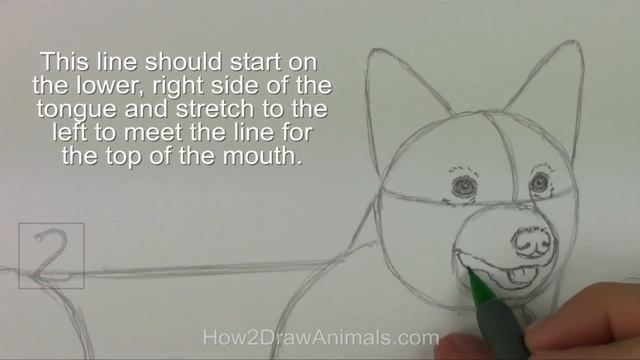 How to Draw a Dog (Welsh Corgi) смотреть онлайн