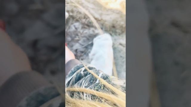 Лапа льва смотреть онлайн