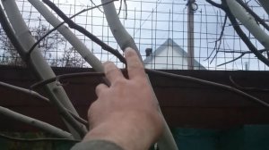 Инжир весенняя обрезка новый сезон