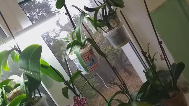 Моя новиночка.Новая орхидейка.Ура!У меня наконец то Чармер!🌺🌺🌺🌺🌺 смотреть онлайн