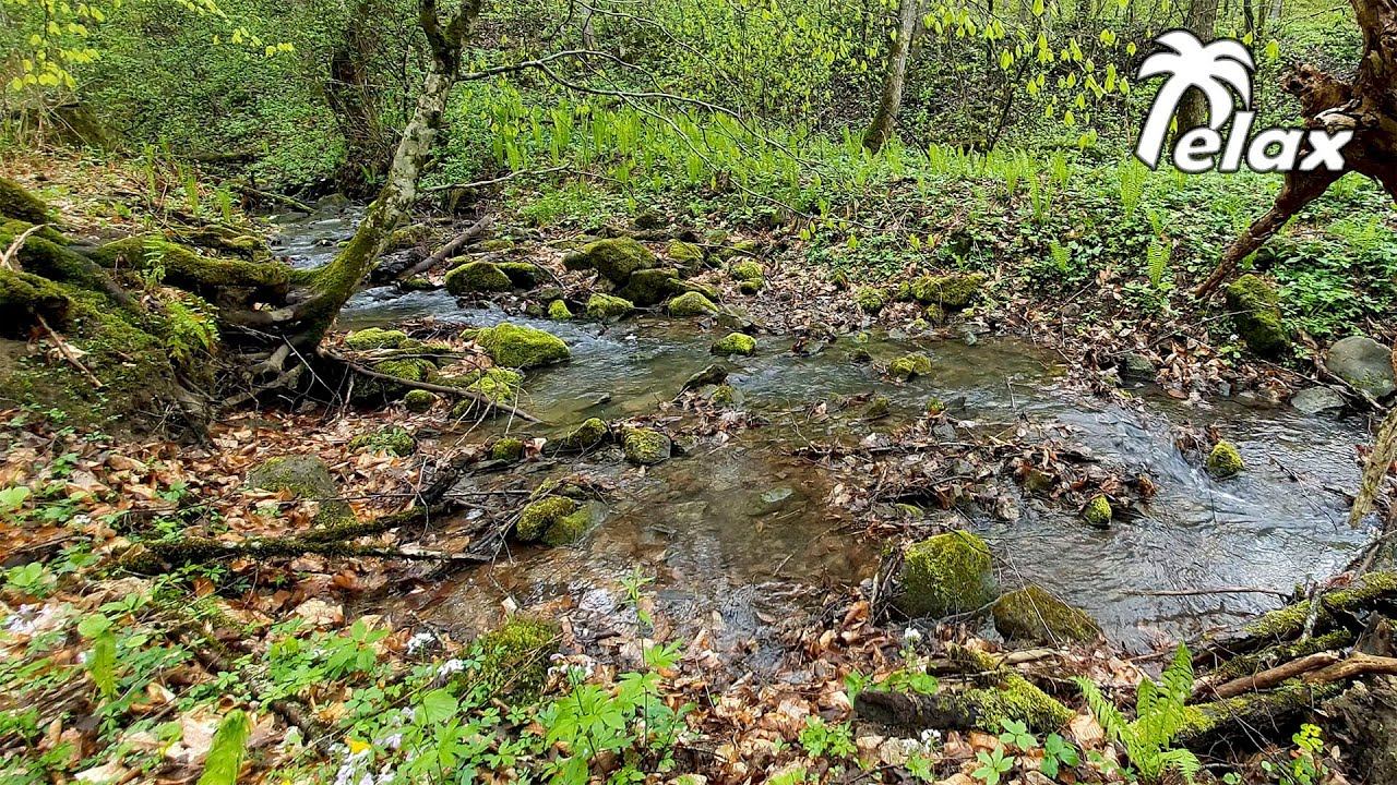 Relaxing sound of a stream in the spring forest after the rain смотреть онлайн