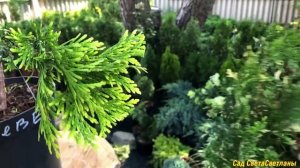 НИВАКИ.Мастеркласс. Топиарная форма.  Ниваки своими руками из ТУИ Смарагд, можжевельника#Ландшафтны