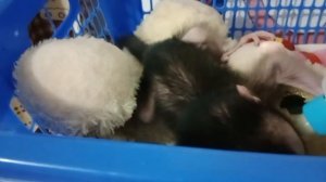 Маленькие обезьянки.