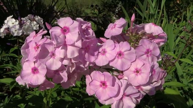 Флокс АККУРАТ | обзор, описание, цветение, отзыв. смотреть онлайн