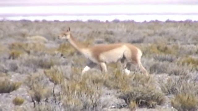 Vicuña (Vicugna vicugna) смотреть онлайн