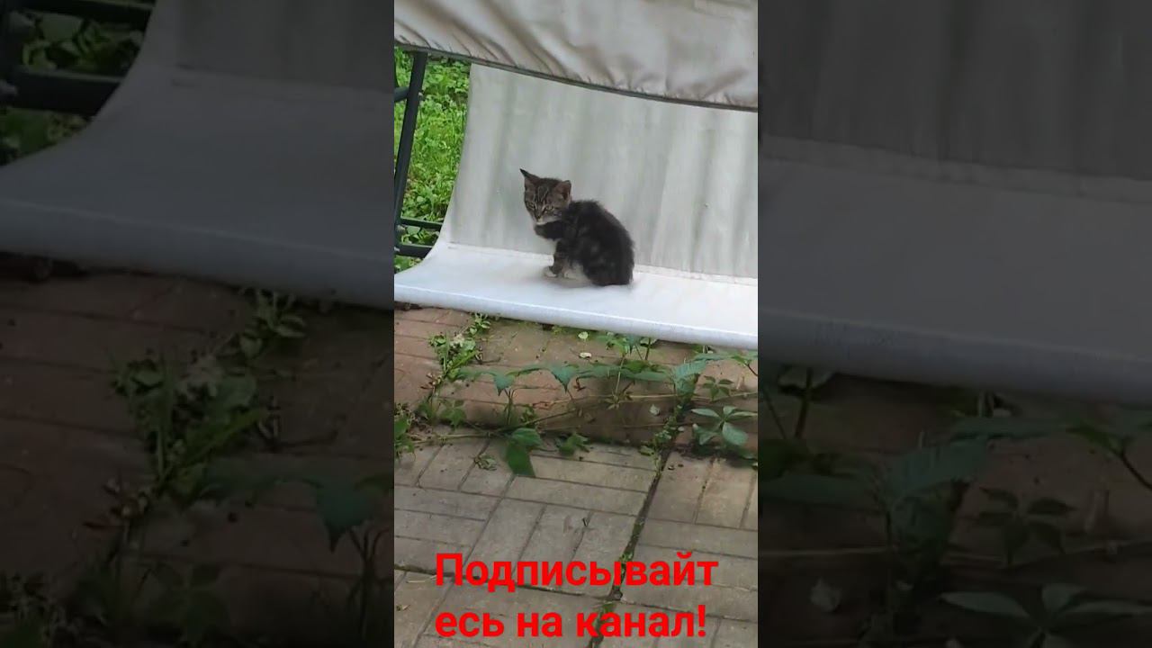 Котëнок сидит на качелях смотреть онлайн