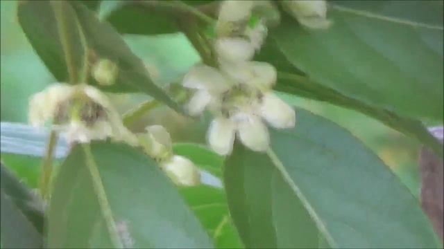 Актинидия самоплодная. смотреть онлайн