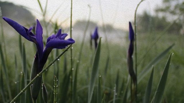 ЦВЕТЫ И БАБОЧКИ... (Фото Людмилы Степаненко (Хабаровск), музыка - традиционная китайская) смотреть онлайн