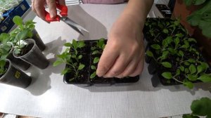 Первая прищипка петунии.🌺