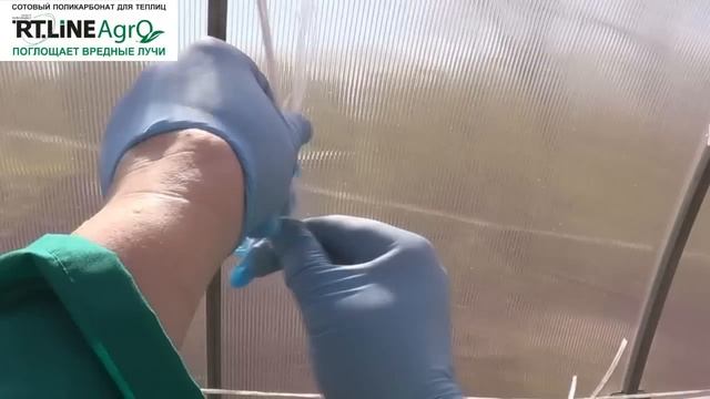 Как подвязать томаты. Подвязка томатов свободной петлей в теплице. смотреть онлайн