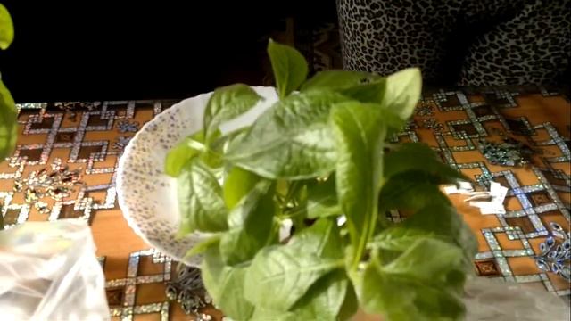Как поживает мой Клеродендрум Угандийский сегодня и как укореняются его черенки.Clerodendrum Uganda смотреть онлайн