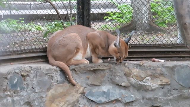 Каракал кушает 28.07.2023