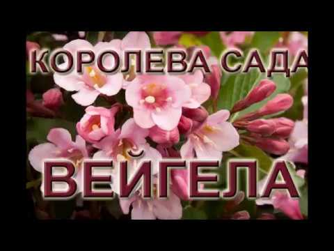 Королева сада - вейгела. Декоративный кустарник для украшения вашей дачи смотреть онлайн