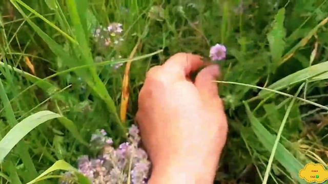 ВЫПУСК 88: Как засушить чабрец, тимьян смотреть онлайн