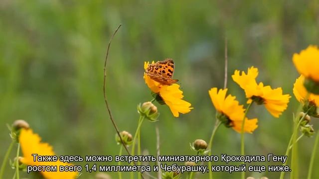 О музее Русский Левша в Санкт-Петербурге: микроминиатюры, официальный сайт смотреть онлайн
