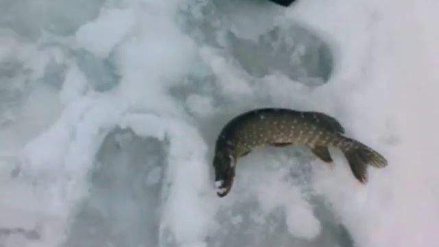 оз. Стречно. Псковская обл. Пушкинские Горы. смотреть онлайн