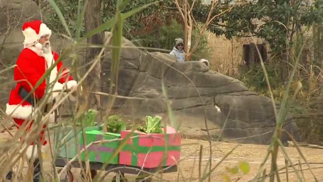 дед мороз для животных в зоопарке смотреть онлайн