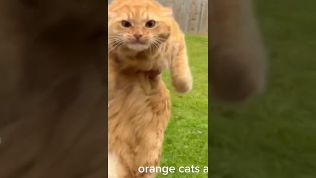 ЗЛОЙ РЫЖИЙ КОТ смотреть онлайн