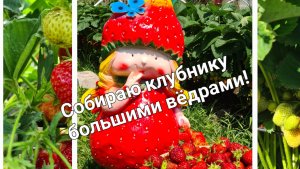 Основные правила ухода за клубникой, стоит их выполнить и ягод будет много!