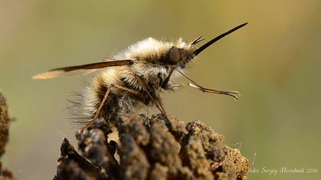 The fly buzzed. Муха жужжала. смотреть онлайн