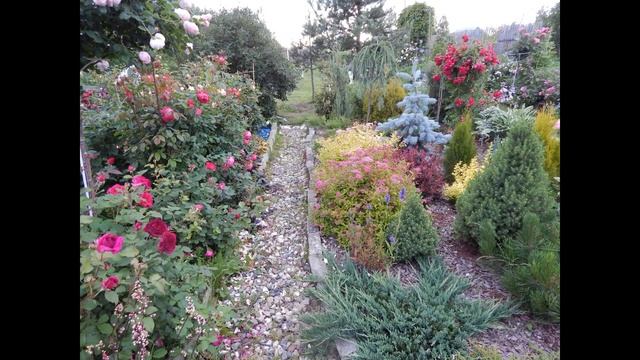 10 канадских роз для северного сада смотреть онлайн