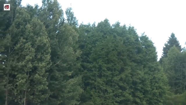Гадюка греется в болоте смотреть онлайн