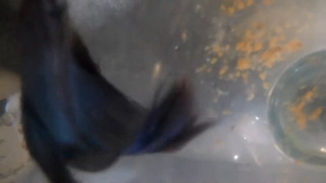 моя рыба Оскар смотреть онлайн