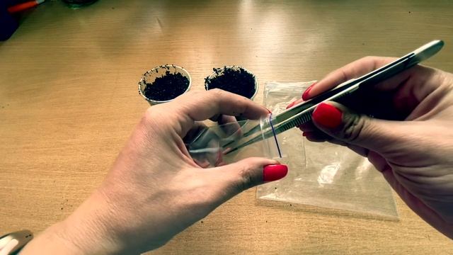 Как быстро вырастить рассаду овощей! смотреть онлайн