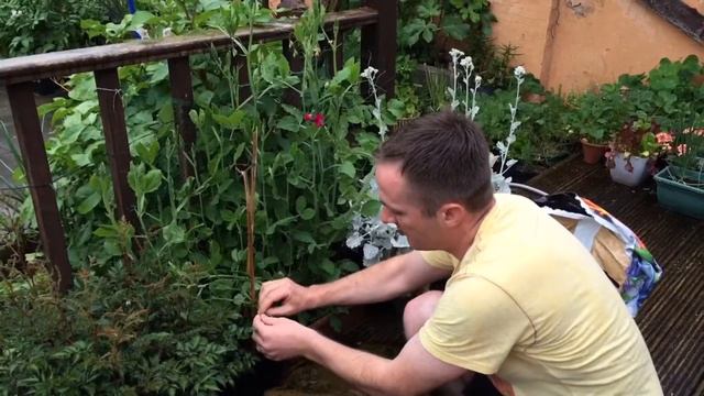 Growing Sweet Peas